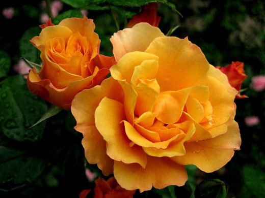 426009 (a): :1600x1200